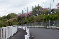 多摩美大の桜