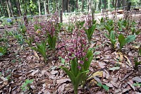 町田に自生するジエビネ