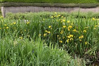 先週よりかなり花が増えた花菖蒲（アヤメかも）