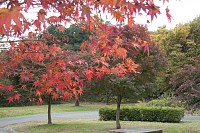 尾根緑道で最初に赤くなる紅葉