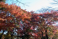 入り口の紅葉