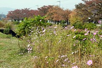 南浅川橋手前のコスモス