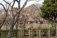 府中市郷土の森の梅園。白梅も咲いている