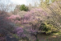 自宅の近所の公園にも白梅が