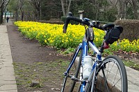 尾根緑道の菜の花は満開