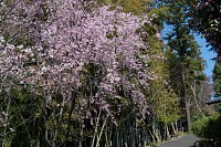 奥の枝垂れ桜