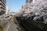 多摩警察入り口付近。桜並木はここまで