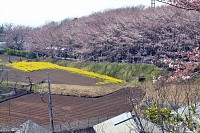 菜の花畑を遠望。桜は５分咲きくらいか