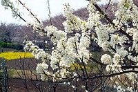 大島桜