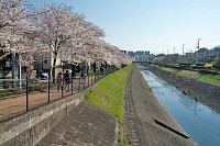 南口橋。桜並木はここまで