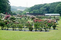 ばら広場全景。後方は荻野養鶏場