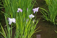 薬師池公園の花菖蒲