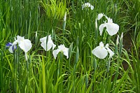 花の中心に黄色いスジがあるのが花菖蒲