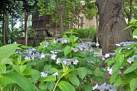 あじさいと金毘羅神社