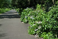 小山内裏公園はアジサイが残っていた