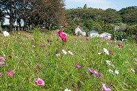 春は菜の花、今はコスモス