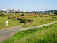 多摩川の河原