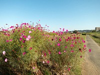 夏はひまわりが咲いていました