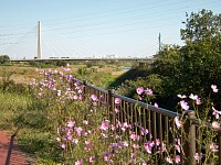 多摩川・浅川の分岐で