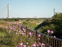 背景は府中四谷橋