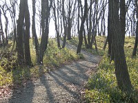 林の先が山頂