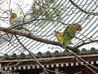 売り物のインコです