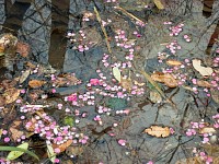 桜はよく見るが、梅は珍しい