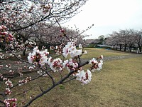 宝野公園