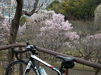 奥は川井家のしだれ桜