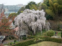 枝垂れ桜