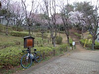 唐木田の道、百本しだれ。まだ見頃前