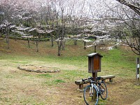 お花見広場も見頃前