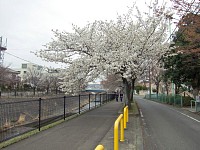 大島さくらも満開