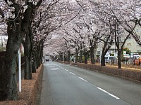 永山さくら通りの南端。見頃前