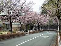 さくら通りの北端。ここだけピンクの桜