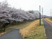 上流を見る。下の道が花見に良い