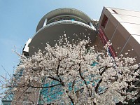 聖蹟桜ヶ丘はさくら祭り。オーパ