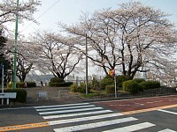 いろは坂の途中のいろは坂桜公園