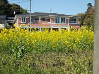 小山田バス停付近の菜の花