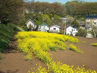 今年は桜と菜の花の競演を見ることができず