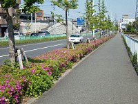 歩道脇はツツジが満開。ここは歩道を走ると信号停止がない