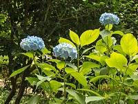 裏門から山道を下ると最初に迎えてくれるのはアジサイ