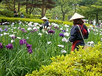 花摘み娘が萎んだ花を摘み中