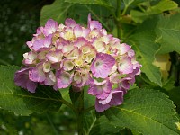 菖蒲畑の周囲は紫陽花が咲く