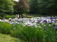 「今年はいいわねえ」という見物客の声