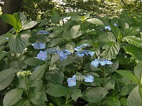 県立相模原公園。北側入り口付近の紫陽花