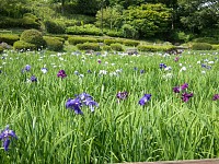 盛りは終わり、菖蒲はまばら