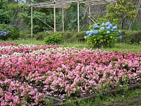 花の谷の紫陽花