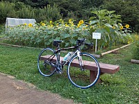 小山内裏公園のひまわりに到着