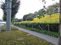 こちら側の歩道のみ